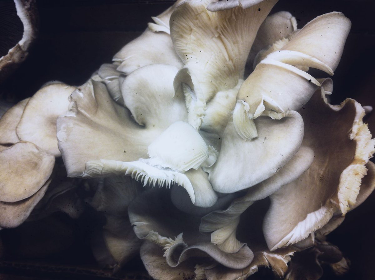 King oyster mushrooms