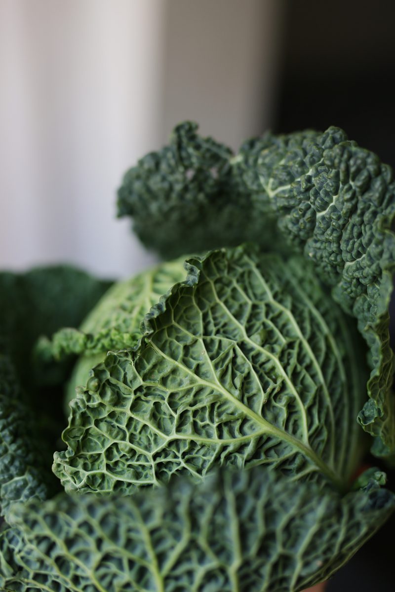 A savoy cabbage